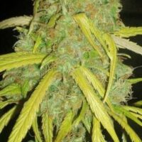 Pineapple Amnesia Feminised Seeds - 1