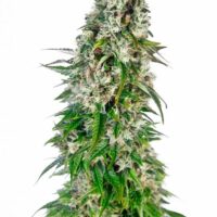 Big Bud Auto Feminised Seeds - 3