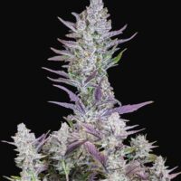 Wedding Glue Auto Feminised Seeds - 1