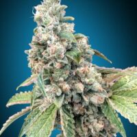 Harlequin CBD Feminised Seeds - 3