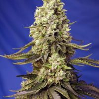 Runtz XL Auto Feminised Seeds - 3