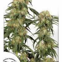 Pamir Gold Feminised Seeds - 10
