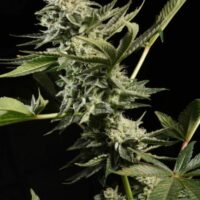 Glowstarz Feminised Seeds - 3