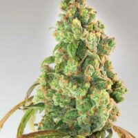 Nurse Lilly CBD Feminised Seeds - 1