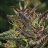 Blueberry Muffin Feminised Seed - 3