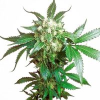 Black Domina Feminised Seeds - 3