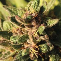 Pineapple Muffin Feminised Seeds - 3