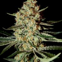 Himalayan Gold Feminised Seeds - 3
