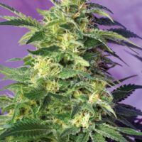 Killer Kush Auto Feminised Seeds - 3