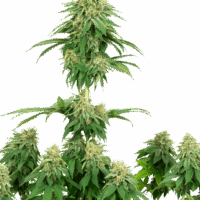 Girl Scout Cookies Feminised Seeds - 3