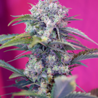 Cream Mandarine Auto Feminised Seeds - 3