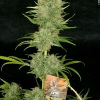 Chocolope Feminised Seeds - 3