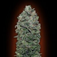 Sweet Soma Feminised Seeds - 3