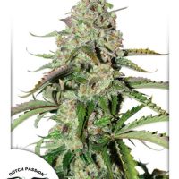 Colorado Cookies Auto Feminised Seeds - 3