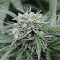 NL Auto Feminised Seeds - 4