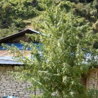 Nepal Annapurna Regular Seeds - 5