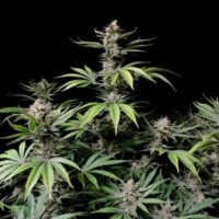 Cherry Cola Auto Feminised Seeds - 3