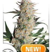 Critical Orange Punch Feminised Seeds - 1