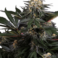 Lockdown Kush Feminised Seeds - 10