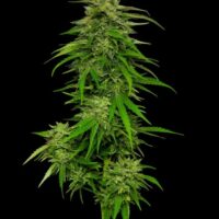Mango Sherbert Auto Feminised Seeds - 3
