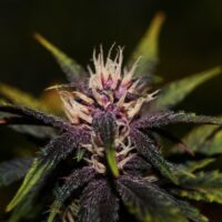 Purplediol CBD Auto Feminised Seeds - 3