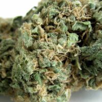 Original Skunk #1 Regular Seeds - 10