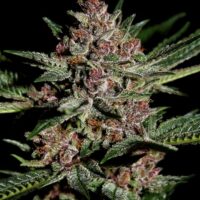 Bubba Kush Feminised Seeds - 3
