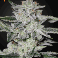 Sweet Valley Kush Feminised Seeds - 3