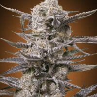 Watermelon OG Feminised Seeds - 1