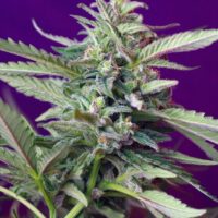 S.A.D. Auto Feminised Seeds - 3
