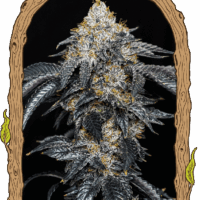 Quicklato Sherbet Feminised Seeds - 3