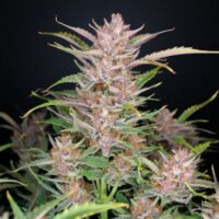 Gorilla Punch Auto Feminised Seeds - 1