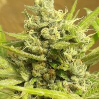 Girl Scout Cookies Auto Feminised Seeds - 3