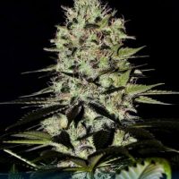 Wernard Express Auto Feminised Seeds - 1
