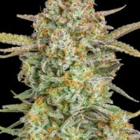 Bruce Banner XXL Auto Feminised Seeds - 1