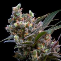 Kritikal Bilbo Feminised Seeds - 1