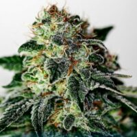 Mystic Cookie Express Auto Feminised Seeds - 1
