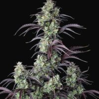 Mimosa Cake Auto Feminised Seeds - 1