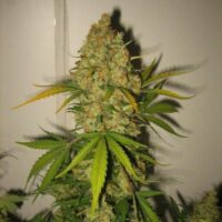 Skunk Special Feminised Seeds - 4