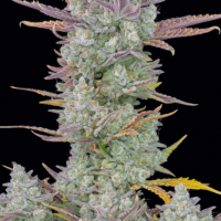 Gorilla Cookies Auto Feminised Seeds - 3