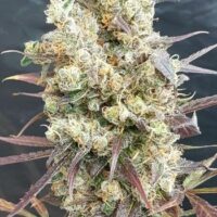 Black Devil's OG Feminised Seeds - 3