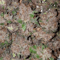 Phantom Cookies Domina Feminised Seeds - 15