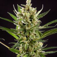 Wedding Cake Auto Feminised Seeds - 3