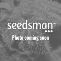 Sedativa CBDV:CBD Auto Feminised Seeds - 3