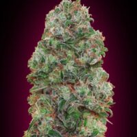 Bubble Gum Feminised Seeds - 3