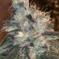 Candy Glue Feminised Seeds - 12