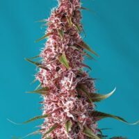 Red Pure CBD Auto Feminised Seeds - 3