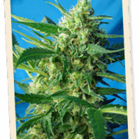 NYC Diesel Auto (formerly Ice Cool Auto) Feminised Seeds - 3