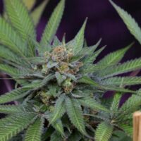 Uva Regular Seeds - 5