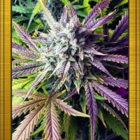 Grapey Walter Auto Feminised Seeds - 1